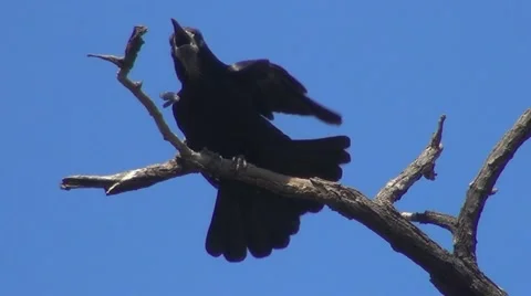 Isolated Crow Sitting on a Bare Branch, Raven on a Windy Day, Crows, Ravens Stock Footage 22426769