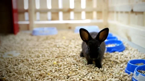 Isolated cute rabbit is moving towards the camera. Rodent in a pet store or zoo Stock Footage 156653725