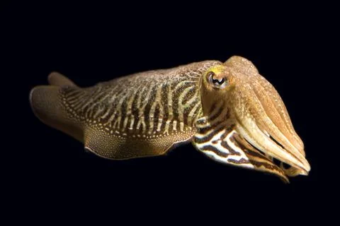 Isolated Cuttlefish Stock Photos