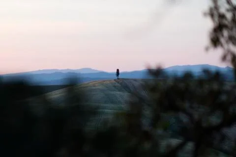 An isolated cypress tree in the middle of a field in Val d'Orcia in Tuscany Foto stock