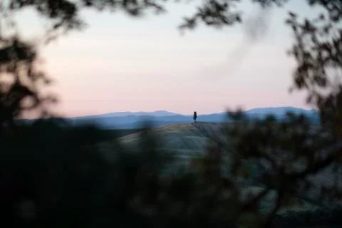 An isolated cypress tree in the middle of a field in Val d'Orcia in Tuscany Foto stock