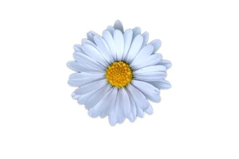 Isolated daisy blossom Stock Photos
