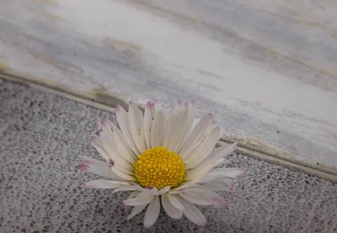 Isolated daisy flower Foto stock