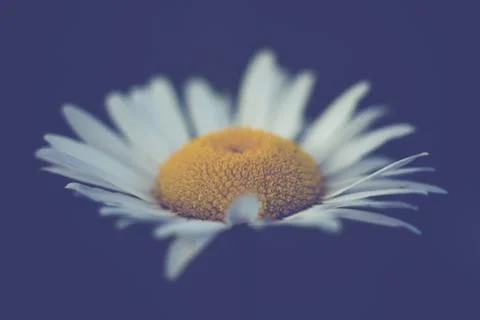 Isolated Daisy on Midnight Blue Background Stock Photos