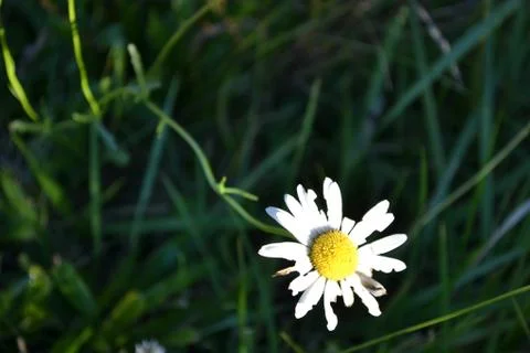 Isolated Daisy Stockfoto's