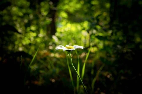 Isolated daisy Stock Photos