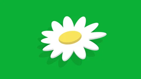 ISOLATED DANCING DAISY Video stock 242245619