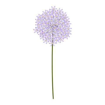 Isolated dandelion flower Stock Illustration