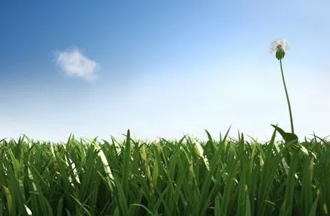 Isolated dandelion in the grass, lateral view with close grass. Stock Illustration