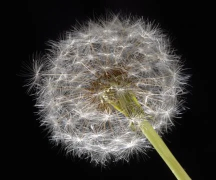 Isolated Dandelion Foto stock