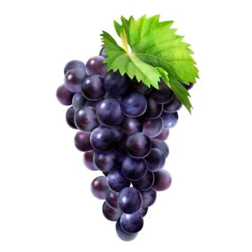 Isolated dark grape design element Illustration