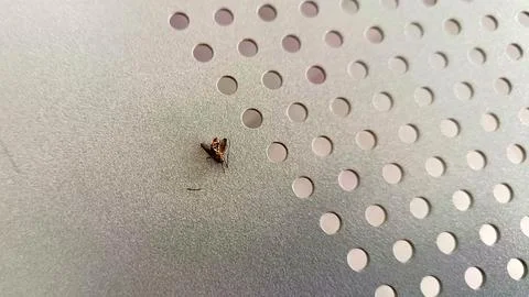 Isolated dead mosquito Stock Photos
