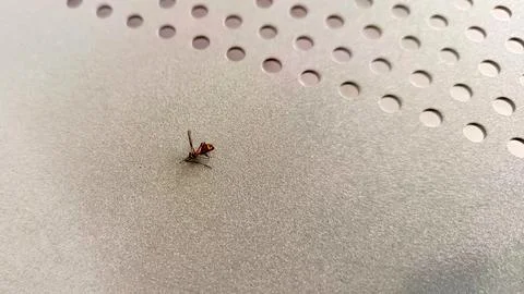 Isolated dead mosquito Stock Photos
