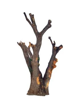 Isolated dead tree painted black Stock Photos