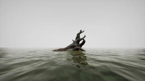 Isolated dead tree in the water on the beach in black and white, loneliness. Stock Illustration