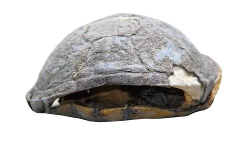 Isolated dead turtle carcass ( Emys orbicularis ), the pond terrapin Stock Photos