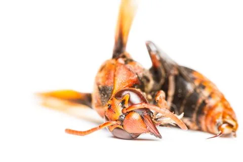 Isolated of dead wasp Stock Photos