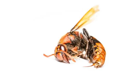 Isolated of dead wasp Stock Photos