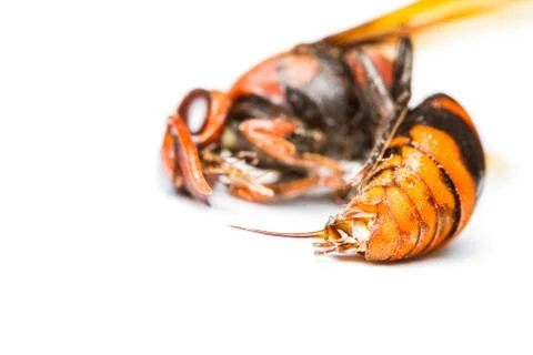 Isolated of dead wasp Stock Photos