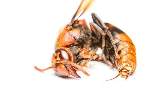Isolated of dead wasp Stock Photos