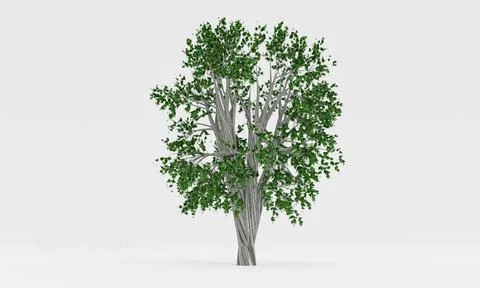 Isolated deciduous tree on a white background. 3D Rendering. Stock Illustration