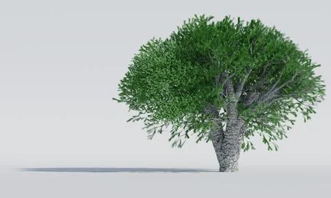 Isolated deciduous tree on a white background. 3D Rendering. Stock Illustration