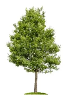 Isolated deciduous tree on a white background Stock Photos
