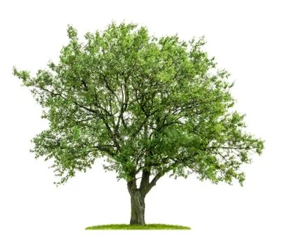 Isolated deciduous tree on a white background Stock Photos
