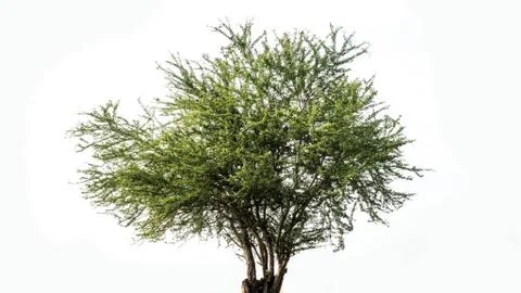 Isolated deciduous tree on a white background, tropical trees isolated used f Foto stock