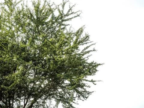 Isolated deciduous tree on a white background, tropical trees isolated used f Stock Photos
