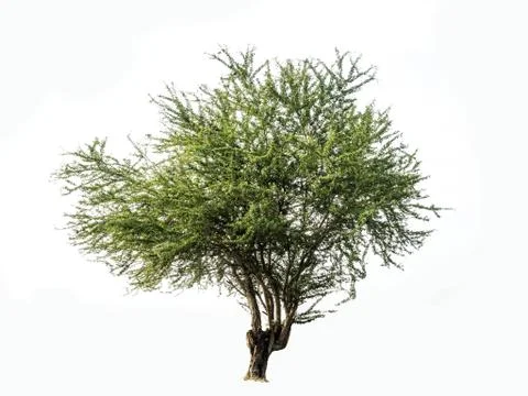 Isolated deciduous tree on a white background, tropical trees Foto stock