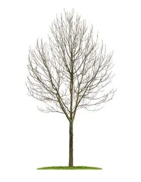 Isolated deciduous tree in the winter 스톡 사진