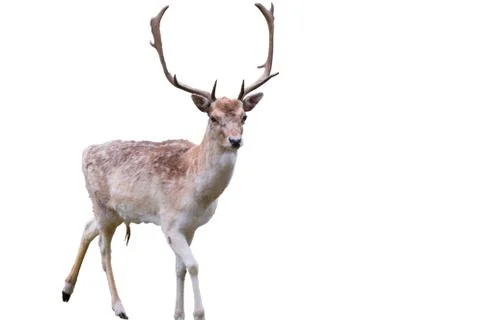 Isolated deer on white background Stock Photos