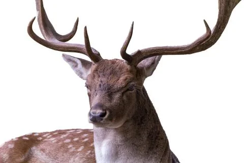 Isolated deer on white background Foto stock