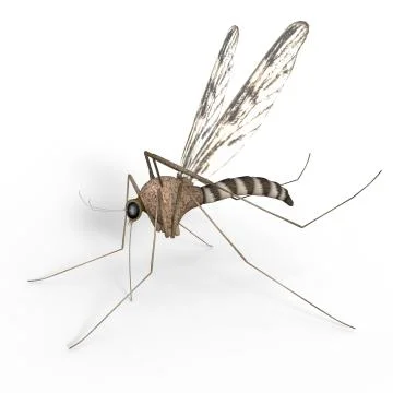 Isolated Digital Mosquito Stock Illustration