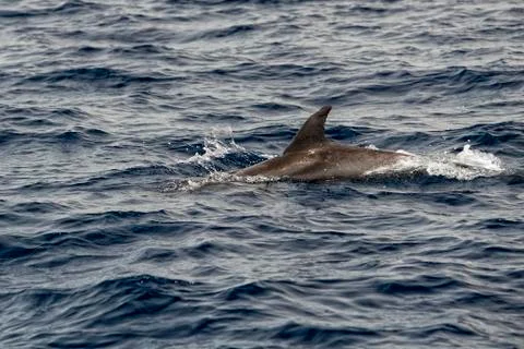 An isolated dolphin jumping in the deep blue sea Stock Photos