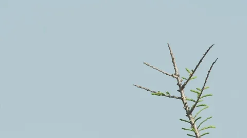 Isolated dragonfly lands on a green tree branch in Central Florida Video stock 127383489