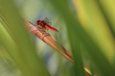 Isolated dragonfly Stock Photos