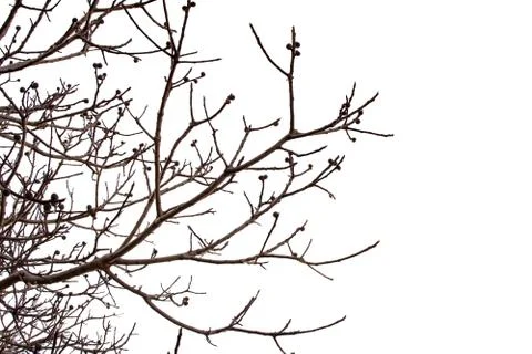 Isolated Dry Branches of Fig Tree 库存照片