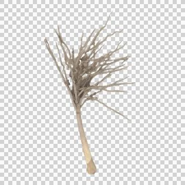Isolated dry brown root cluster twig bundle white background rustic art Stock Photos