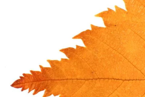 Isolated Dry Leaf Texture. Place for Text. Natural Organic Background. Transp Stock Photos