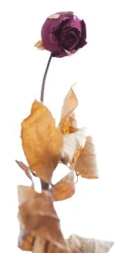 Isolated dry rose Stock Photos