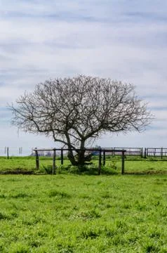 Isolated dry tree with green grass and a clouded sky with a wodden fence Stock Photos