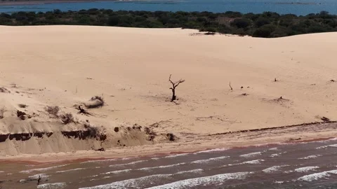 Isolated Dry Tree At Old Chico Dunes In Bahia Brazil Northeast. Stock Footage 336221796