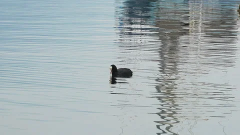 Isolated duck on the lake Stock Footage 311573577