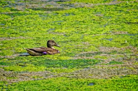 Isolated Duck In Pond Stock Photos