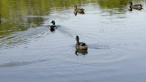 Isolated duckling joins group Stock Footage 133465064