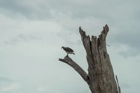 Isolated eagle on a dead tree. cloudy sky. Udawalawa national park, Sri Lanka Stock Photos