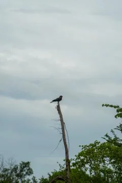 Isolated eagle on a dead tree. cloudy sky. Udawalawa national park, Sri Lanka Stock Photos