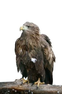Isolated eagle Stock Photos